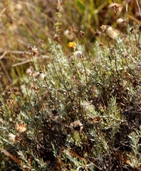 Heterolepis peduncularis