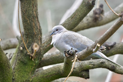 Streptopelia decaocto