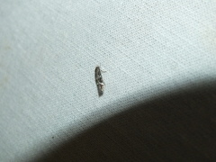 Mompha sturnipennella