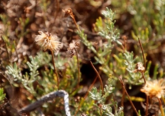 Heterolepis peduncularis