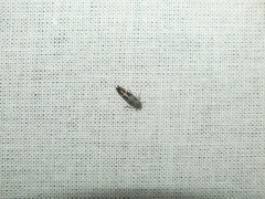 Mompha sturnipennella