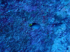 Chaetodon decussatus