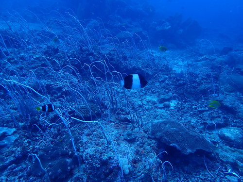 Black Pyramid Butterflyfish (Hemitaurichthys zoster)