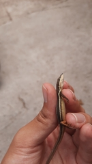 Takydromus formosanus