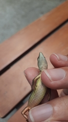 Takydromus formosanus