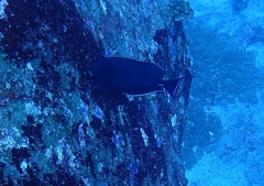 Acanthurus leucocheilus