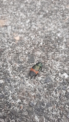 Eucorydia dasytoides