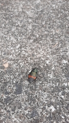 Eucorydia dasytoides