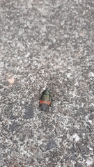 Eucorydia dasytoides