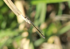 Ischnura denticollis