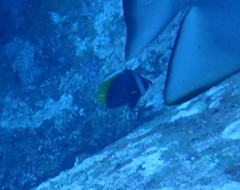 Heniochus singularius