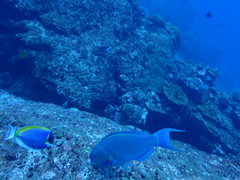 Chlorurus strongylocephalus