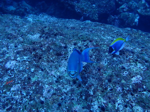 Roundhead Parrotfish (Chlorurus strongylocephalus)