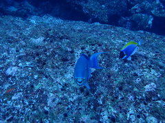 Chlorurus strongylocephalus