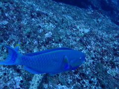 Chlorurus strongylocephalus