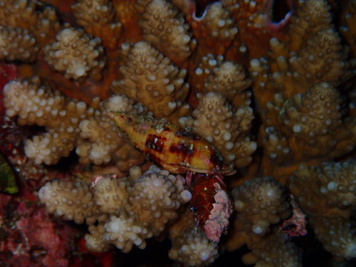 Rosy Hermit Crab (Calcinus rosaceus)