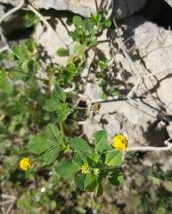 Medicago lupulina