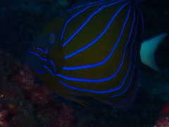 Pomacanthus annularis