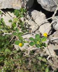 Medicago lupulina