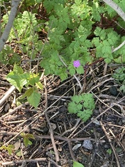 Geranium robertianum