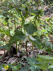 Trillium erectum erectum
