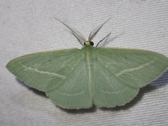 Chlorocoma stereota