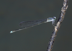 Pseudagrion jedda