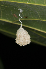 Microstigmus