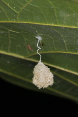 Microstigmus