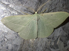 Chlorocoma stereota