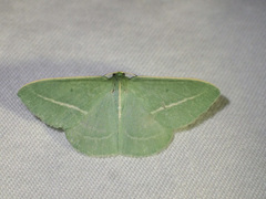 Chlorocoma stereota