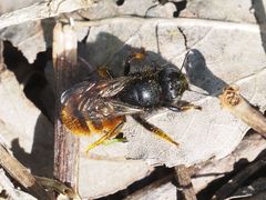 Osmia bicolor
