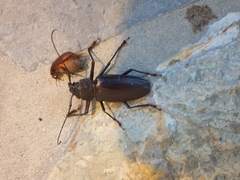 Strongylaspis