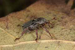Faula centralis
