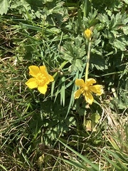 Ranunculus repens