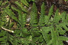 Parapolystichum microsorum pentangulare