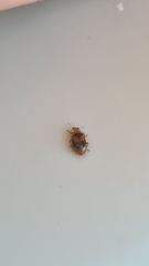 Coccidula scutellata