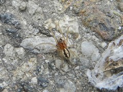 Araneae