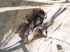 Osmia bicolor