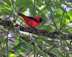 Calochaetes coccineus