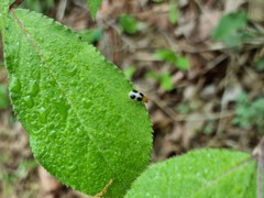 Paridea oculata