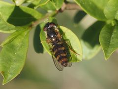 Epistrophella euchroma