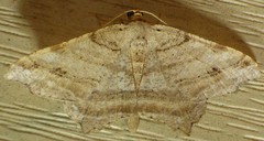 Macaria multilineata