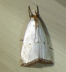 Argyria gonogramma