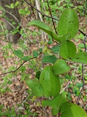 Smilax china