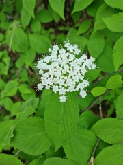 Viburnum erosum