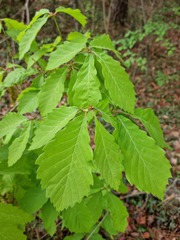 Quercus serrata