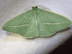 Chlorocoma stereota