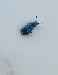 Necrobia violacea