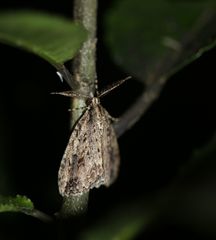 Pseudocoremia rudisata